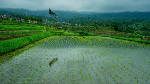 Scenic view of agricultural field against sky