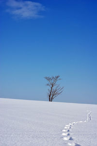 Bare tree on snow covered field against clear blue sky