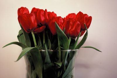 Close-up of red flowers against white background