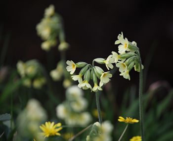 Close-up of white flower blooming