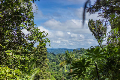 Scenic view of forest against sky