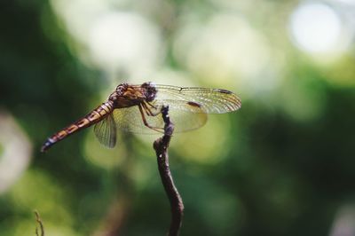 Close-up of dragonfly