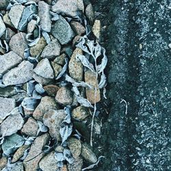 Full frame shot of lizard on beach