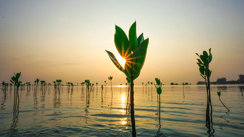 Scenic view of sea against clear sky during sunset