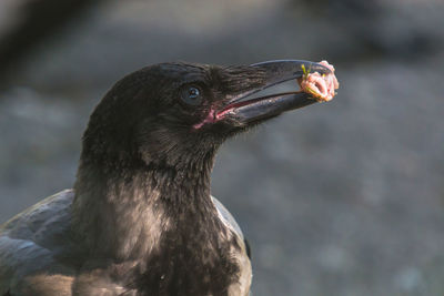 Close-up photo of a hooded crow with food in his beak