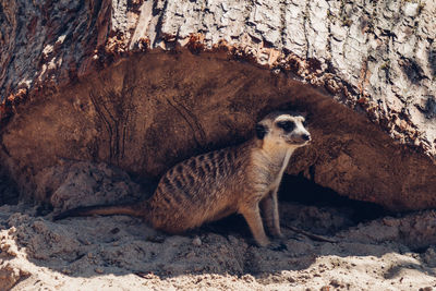 Meerkat sitting by wood on sand