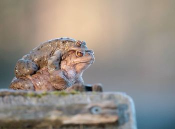 Close-up of lizard on wood