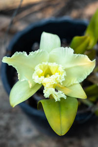 Close-up of yellow flowering plant