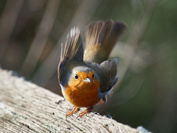 Close-up of bird perching on wood