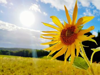 Close-up of yellow flowers