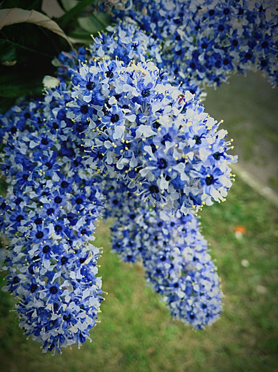 flower, purple, freshness, fragility, growth, blue, beauty in nature, petal, flower head, blooming, nature, close-up, plant, focus on foreground, in bloom, park - man made space, blossom, botany, springtime, white color