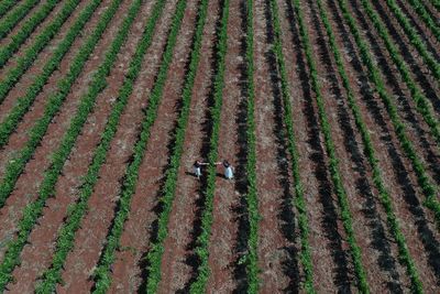 Drone shot of 2 girls reaching for eachothers through a plantation field