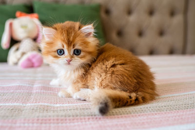 Close-up of cat lying on bed at home