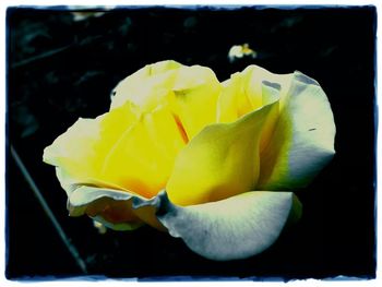 Close-up of yellow flower
