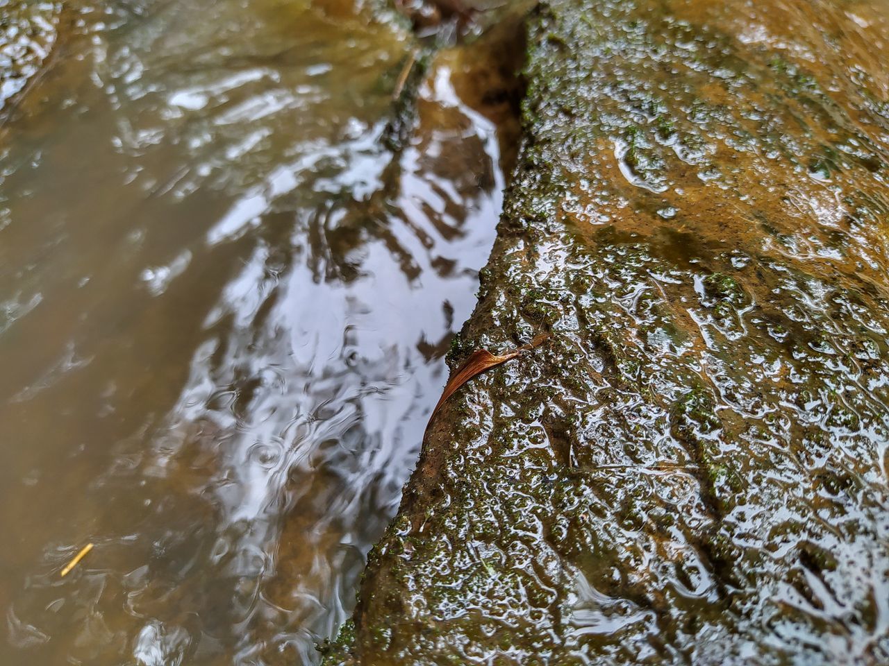 HIGH ANGLE VIEW OF A DUCK IN WATER