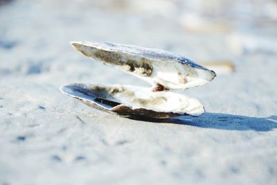 Close-up of seashell at beach on sunny day