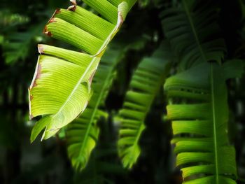 Close-up of fern leaves