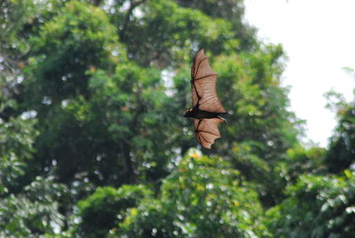 Close-up of leaves on tree trunk