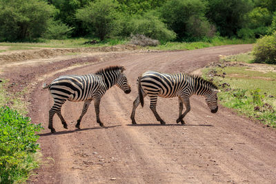 Zebras walking on dirt road