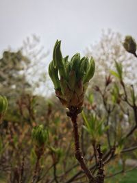 Close-up of plant