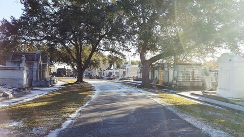 Road amidst trees in city