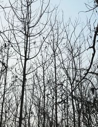 Low angle view of silhouette bare trees against sky