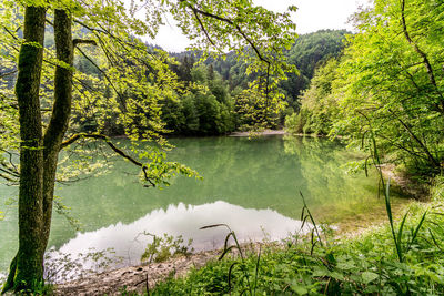 Scenic view of lake amidst trees in forest