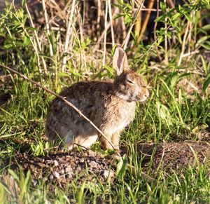 Rabbit sunning himself in the early morning