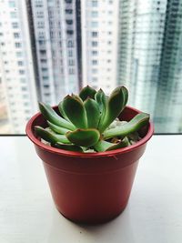 Close-up of succulent plant on window sill