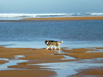 Husky on shore at beach