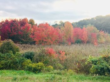 Trees on field against sky during autumn