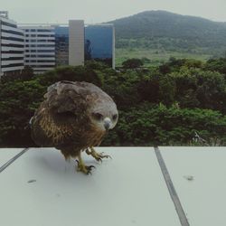 Bird perching on tree