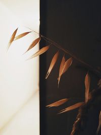 Close-up of leaves against wall