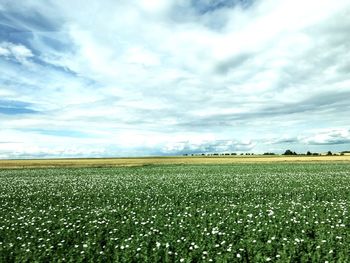 Scenic view of agricultural field against sky