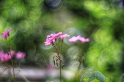 Close-up of pink flowering plant