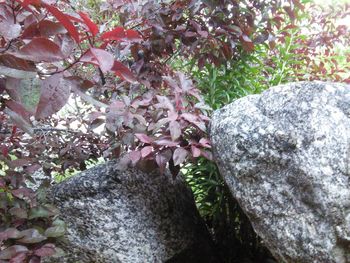 Close-up of plants