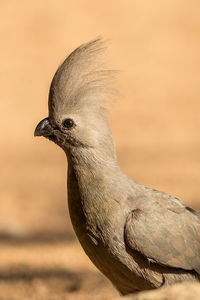 Close-up of bird