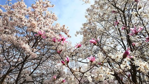 Low angle view of cherry blossoms against sky