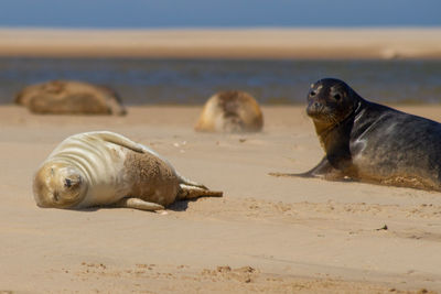 Seal basking on the sand