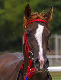 horse