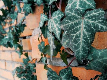 Close-up shot of ivy leaves