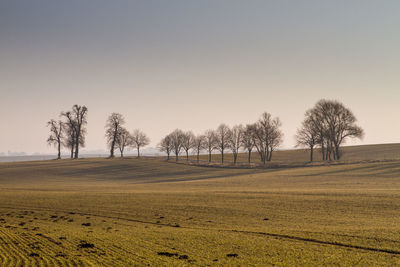 Trees on field against sky