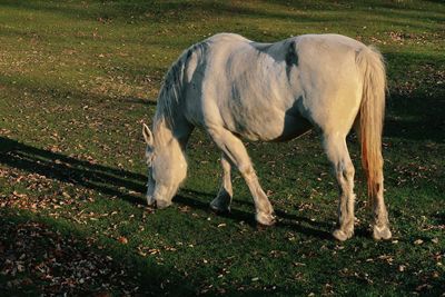 Sheep grazing in a field