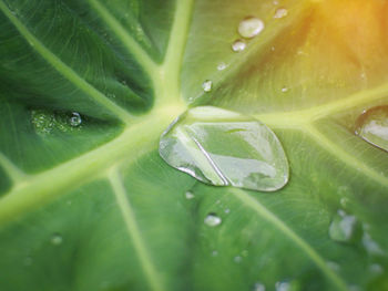 Close-up of raindrops on green leaves