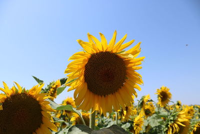 Close-up of sunflower against clear sky