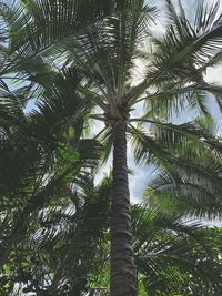 Low angle view of coconut palm trees against sky