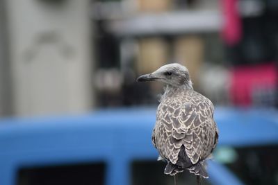 Close-up of bird perching on branch