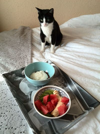 Cat with food on bed