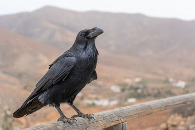 Bird perching on a railing