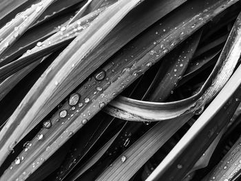 Full frame shot of wet leaf